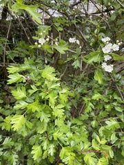Crataegus monogyna