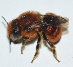 Osmia ferruginea