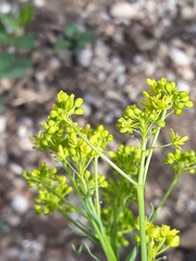 Isatis tinctoria