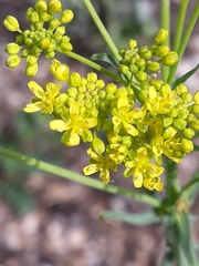 Isatis tinctoria