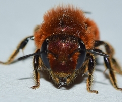 Osmia ferruginea