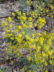 Isatis tinctoria