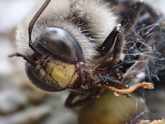 Xylocopa tabaniformis