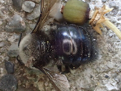 Xylocopa tabaniformis