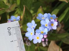 Myosotis