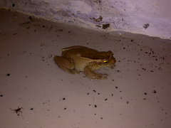 Trachycephalus mesophaeus