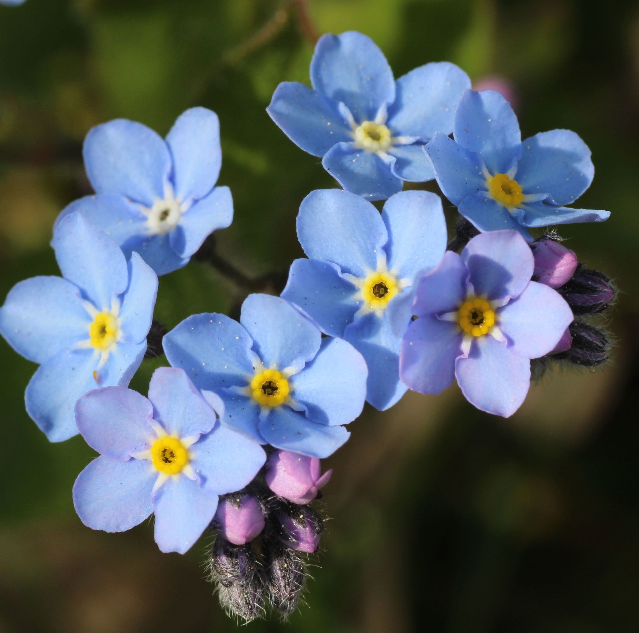 Myosotis sylvatica — photo 2