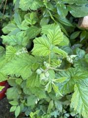 Rubus × loganobaccus