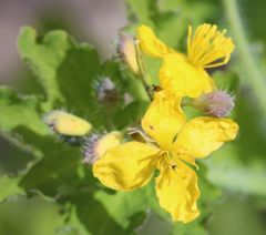 Chelidonium majus