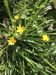 Ficaria verna