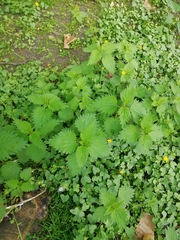 Urtica dioica