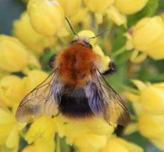 Bombus pascuorum