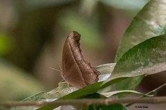 Coelites epiminthia