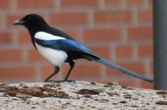 Pica pica