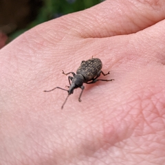 Otiorhynchus sulcatus