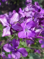 Lunaria annua
