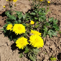 Chrysanthemum morifolium