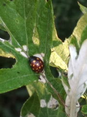 Chrysolina vigintimaculata