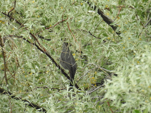 Gray Catbird photographed in Washington