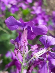 Lunaria annua