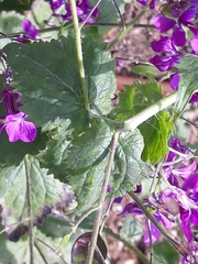 Lunaria annua