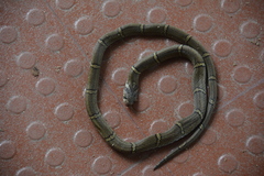 Oligodon albocinctus