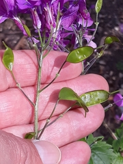 Lunaria annua