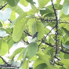 Rubigula cyaniventris