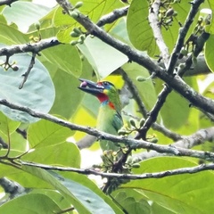 Psilopogon mystacophanos