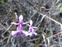 Epidendrum blepharistes