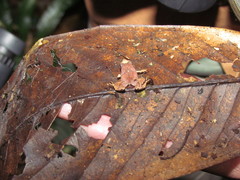 Physalaemus spiniger