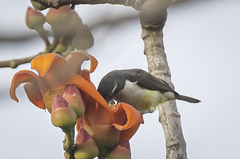 Anthreptes longuemarei