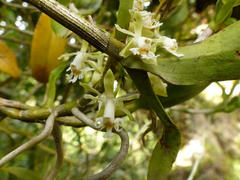Epidendrum brevivenium