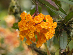 Epidendrum hemiscleria