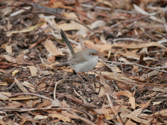 Malurus cyaneus leggei