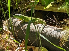 Lacerta trilineata polylepidota