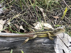 Diporiphora