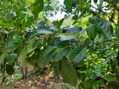 Diospyros rhodocalyx