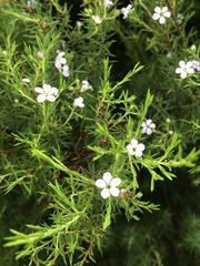 Coleonema pulchellum