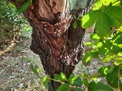 Diospyros rhodocalyx