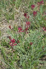 Astragalus brachycarpus