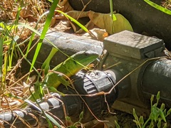 Lacerta trilineata polylepidota