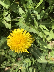Taraxacum