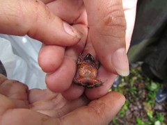 Physalaemus spiniger