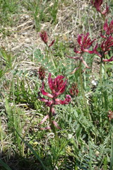 Astragalus brachycarpus
