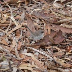 Malurus cyaneus leggei