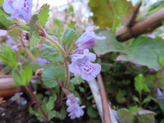 Glechoma grandis