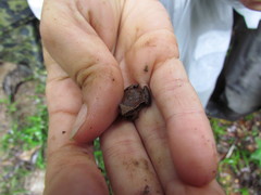 Physalaemus spiniger