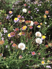 Felicia erigeroides