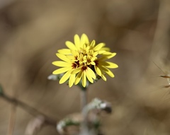 Lessingia germanorum